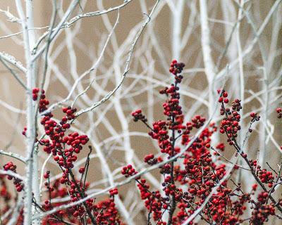 white springs and red berrys, Longwood Gardens, 12.25.18