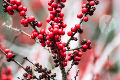white springs and red berrys, Longwood Gardens, 12.25.18