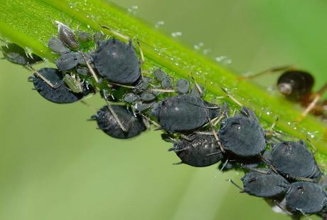 aphids-aphis-fabae-insects