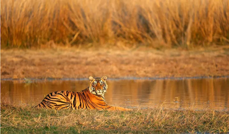 Top 5 Wildlife Parks of Rajasthan Tourism