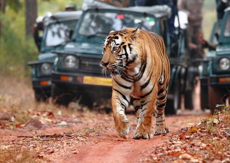 Top 5 Wildlife Parks of Rajasthan Tourism