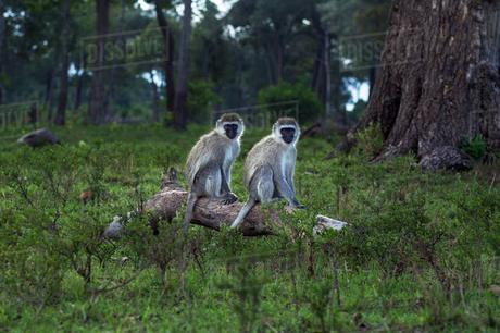 Top 5 Wildlife Parks of Rajasthan Tourism