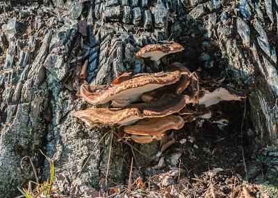 Lest you think Longwood Gardesn is all pretty flowers...