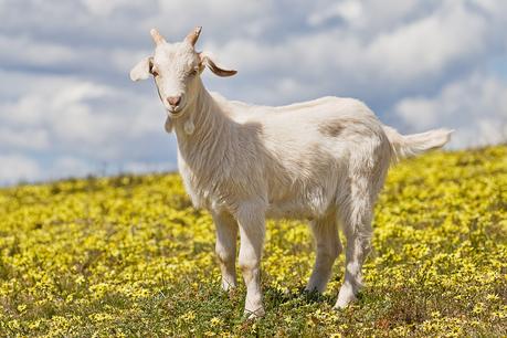 Is Goat Milk Formula Healthier than Cow’s Milk Formula?