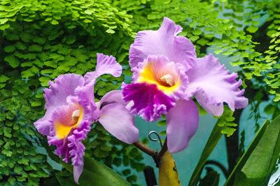 What would a new year be without flowers?