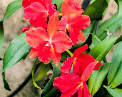 What would a new year be without flowers?