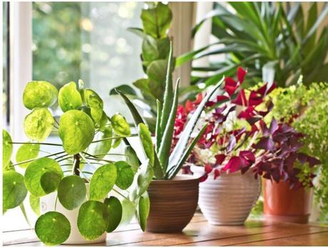How can I purify air in my home naturally?