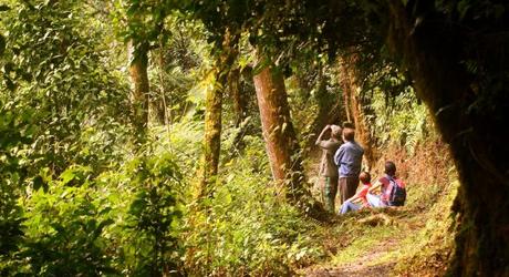 Birdwatching tours in Rwandan forests