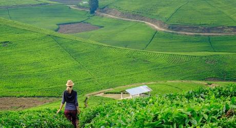 Plantation in Rwanda