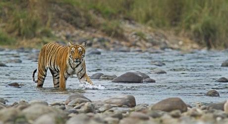 Royal Bengal Tiger in Jim Corbett National Park