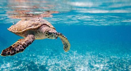 Hawksbill sea turtle underwater in Seychelles