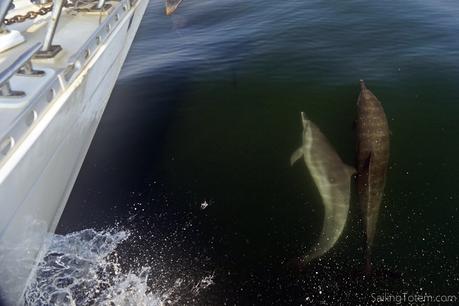 Two Dolphins in sailboat bow wake