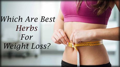 Which are best herbs for weight loss?