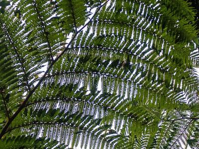 Friday Fotos: Leaves