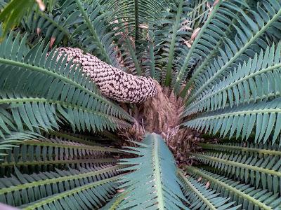 Friday Fotos: Leaves