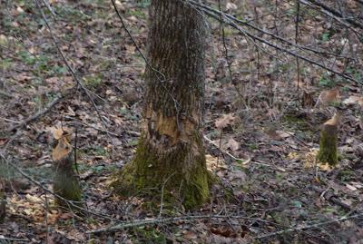 Busy as a Beaver