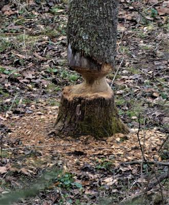 Busy as a Beaver