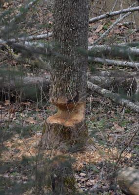 Busy as a Beaver