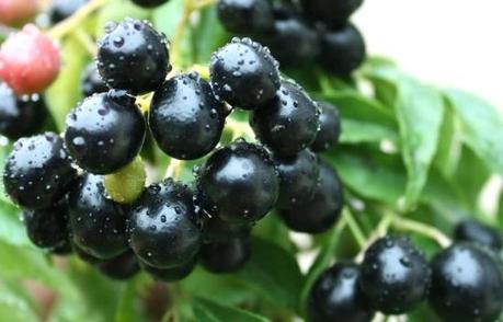 10 Fruits that Diabetes Patients should eat in daily lifestyle