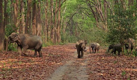 jim corbett national park