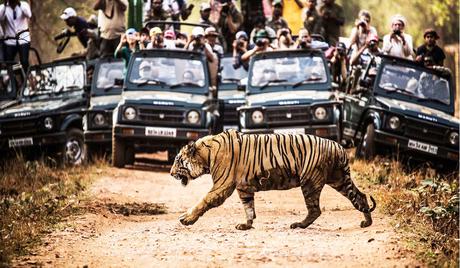 wildlife in india