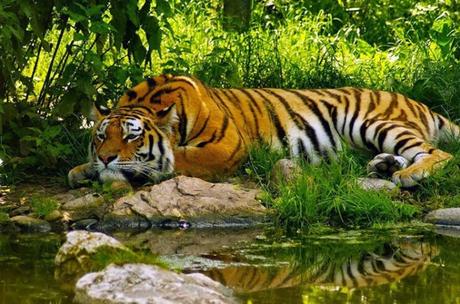 Tiger Spotting in India