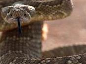 Criminal Mischief: Science Crime Fiction: Episode #10: Rattlesnakes Murder