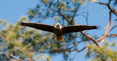 Image: Flying Bald Eagle, by Skeeze on Pixabay