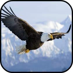 Image: Sky Eagle Attack | puzzle game