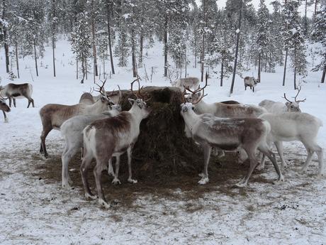 5 Exciting Reasons To Take A Family Winter Holiday To Lapland 