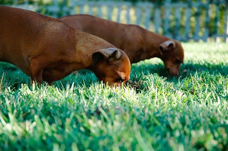 How to Maintain Pet-Friendly Landscaping for 2019