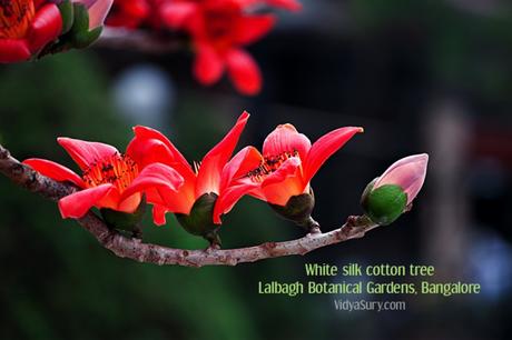 White Silk Cotton Trees at Lalbagh Botanical Gardens