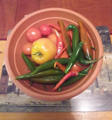 Still Picking Tomatos in January