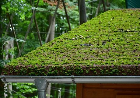 Everything You Must Know About Green Roofing