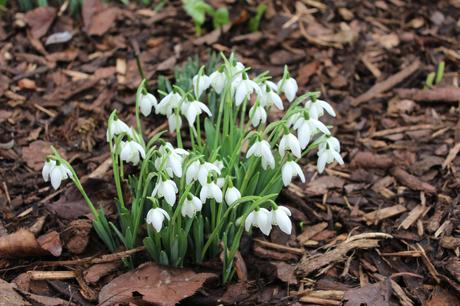 Start of the Snowdrop Season