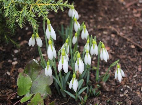 Start of the Snowdrop Season