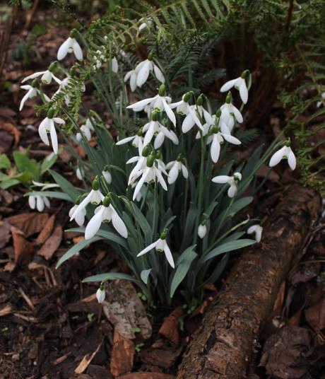 Start of the Snowdrop Season