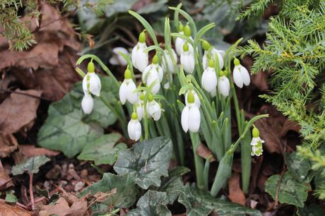 Start of the Snowdrop Season