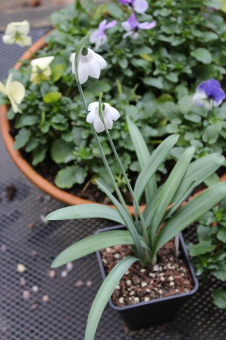 Start of the Snowdrop Season