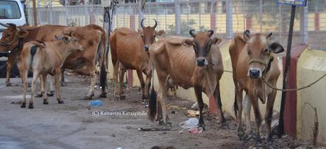 Chennai Corporation  mulls trapping cattle at Marina
