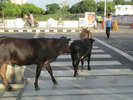 Chennai Corporation  mulls trapping cattle at Marina