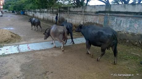 Chennai Corporation  mulls trapping cattle at Marina