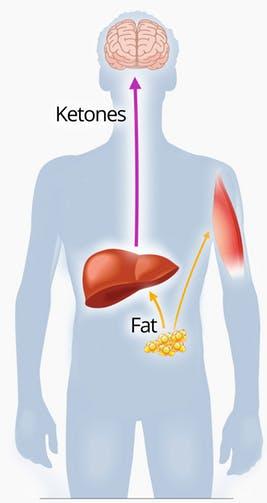 A ketogenic diet for beginners