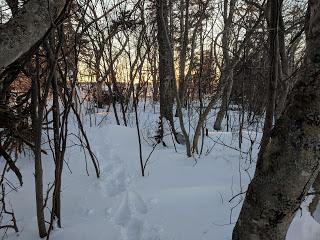 Forest Patch and Fire Pits