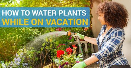 10 Ways to Water Plants While on Vacation