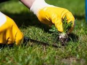 Tips Getting Lawn Your Dreams