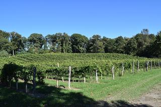 An Afternoon with  Matt Spaccarelli at Benmarl Winery & Fjord Vineyards