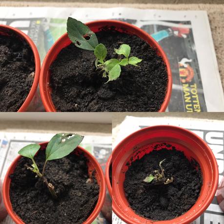 My First Attempt At Salvia Cuttings