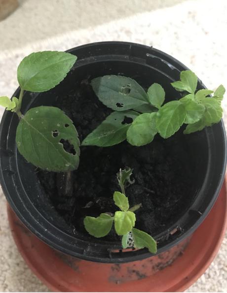 My First Attempt At Salvia Cuttings