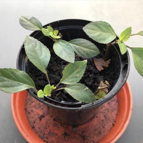 My First Attempt At Salvia Cuttings